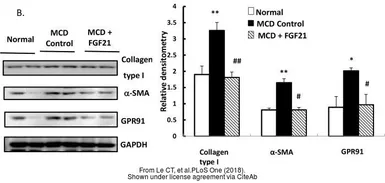 Anti-GAPDH antibody [GT239] used in Western Blot (WB). GTX627408
