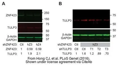 Anti-GAPDH antibody [GT239] used in Western Blot (WB). GTX627408