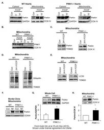 Anti-GAPDH antibody [GT239] used in Western Blot (WB). GTX627408