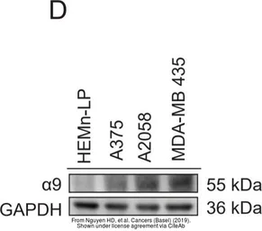 Anti-GAPDH antibody [GT239] used in Western Blot (WB). GTX627408