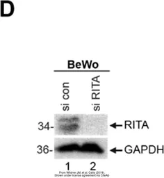Anti-GAPDH antibody [GT239] used in Western Blot (WB). GTX627408