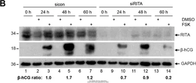 Anti-GAPDH antibody [GT239] used in Western Blot (WB). GTX627408
