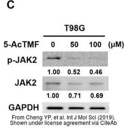 Anti-GAPDH antibody [GT239] used in Western Blot (WB). GTX627408
