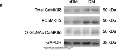 Anti-GAPDH antibody [GT239] used in Western Blot (WB). GTX627408