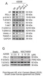 Anti-GAPDH antibody [GT239] used in Western Blot (WB). GTX627408