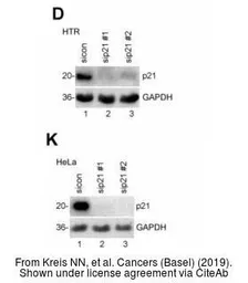 Anti-GAPDH antibody [GT239] used in Western Blot (WB). GTX627408