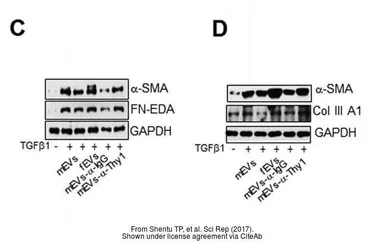 Anti-GAPDH antibody [GT239] used in Western Blot (WB). GTX627408