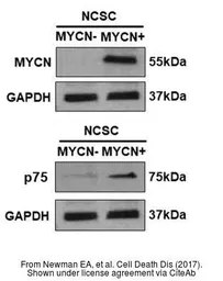 Anti-GAPDH antibody [GT239] used in Western Blot (WB). GTX627408