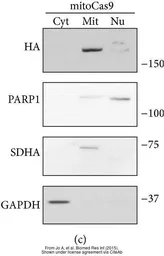 Anti-GAPDH antibody [GT239] used in Western Blot (WB). GTX627408