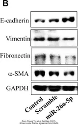 Anti-GAPDH antibody [GT239] used in Western Blot (WB). GTX627408