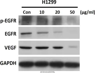 Anti-GAPDH antibody [GT239] used in Western Blot (WB). GTX627408