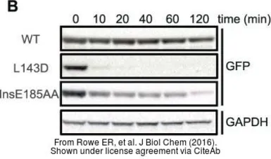 Anti-GAPDH antibody [GT239] used in Western Blot (WB). GTX627408