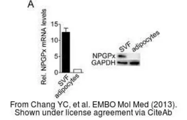 Anti-GAPDH antibody [GT239] used in Western Blot (WB). GTX627408