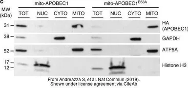 Anti-GAPDH antibody [GT239] used in Western Blot (WB). GTX627408