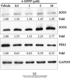 Anti-GAPDH antibody [GT239] used in Western Blot (WB). GTX627408