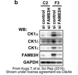 Anti-GAPDH antibody [GT239] used in Western Blot (WB). GTX627408