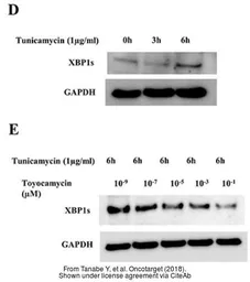 Anti-GAPDH antibody [GT239] used in Western Blot (WB). GTX627408