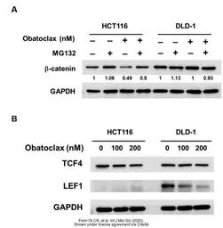 Anti-GAPDH antibody [GT239] used in Western Blot (WB). GTX627408
