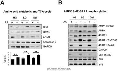 Anti-GAPDH antibody [GT239] used in Western Blot (WB). GTX627408