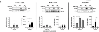 Anti-GAPDH antibody [GT239] used in Western Blot (WB). GTX627408