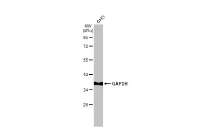 Anti-GAPDH antibody [GT239] used in Western Blot (WB). GTX627408