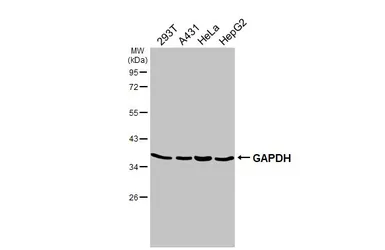 Anti-GAPDH antibody [GT239] used in Western Blot (WB). GTX627408