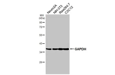 Anti-GAPDH antibody [GT239] used in Western Blot (WB). GTX627408