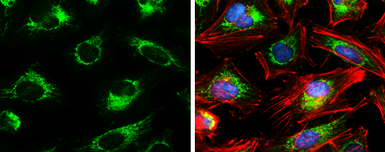 Anti-Citrate synthase antibody [GT1761] used in Immunocytochemistry/ Immunofluorescence (ICC/IF). GTX628143