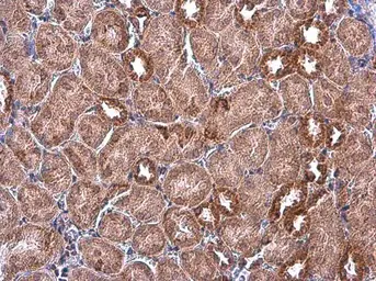 Anti-IDH2 antibody [GT673] used in IHC (Paraffin sections) (IHC-P). GTX628487