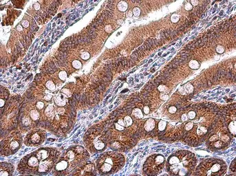 Anti-IDH2 antibody [GT673] used in IHC (Paraffin sections) (IHC-P). GTX628487