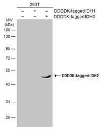 Anti-IDH2 antibody [GT673] used in Western Blot (WB). GTX628487