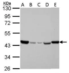 Anti-IDH2 antibody [GT673] used in Western Blot (WB). GTX628487