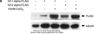 Anti-alpha Tubulin antibody [GT114] used in Western Blot (WB). GTX628802