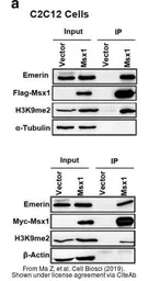 Anti-alpha Tubulin antibody [GT114] used in Western Blot (WB). GTX628802