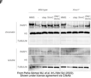 Anti-alpha Tubulin antibody [GT114] used in Western Blot (WB). GTX628802
