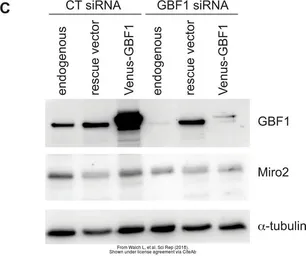 Anti-alpha Tubulin antibody [GT114] used in Western Blot (WB). GTX628802