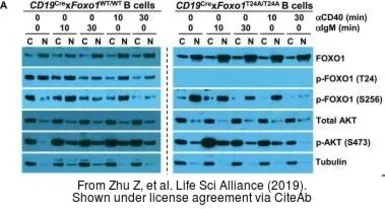 Anti-alpha Tubulin antibody [GT114] used in Western Blot (WB). GTX628802