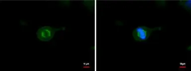 Anti-alpha Tubulin antibody [GT114] used in Immunocytochemistry/ Immunofluorescence (ICC/IF). GTX628802