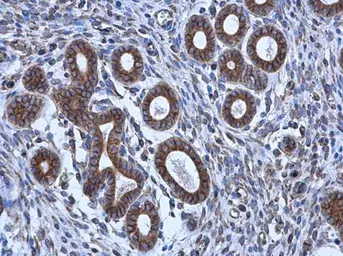 Anti-alpha Tubulin antibody [GT114] used in IHC (Paraffin sections) (IHC-P). GTX628802