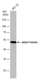 Anti-alpha Tubulin antibody [GT114] used in Western Blot (WB). GTX628802