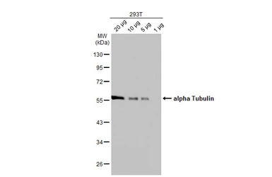 Anti-alpha Tubulin antibody [GT114] used in Western Blot (WB). GTX628802