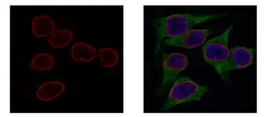 Anti-Lamin B2 antibody [GT144] used in Immunocytochemistry/ Immunofluorescence (ICC/IF). GTX628803