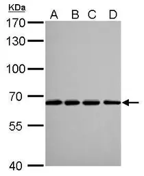Anti-Lamin B2 antibody [GT144] used in Western Blot (WB). GTX628803