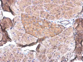 Anti-Pancreatic Polypeptide antibody [GT6512] used in IHC (Paraffin sections) (IHC-P). GTX628832