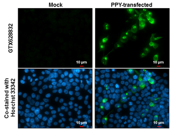 Anti-Pancreatic Polypeptide antibody [GT6512] used in Immunocytochemistry/ Immunofluorescence (ICC/IF). GTX628832