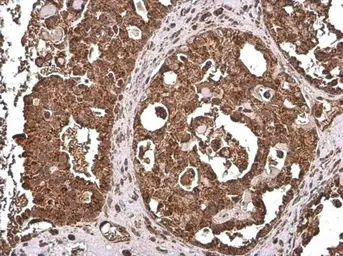 Anti-COX4 antibody [GT854] used in IHC (Paraffin sections) (IHC-P). GTX628901