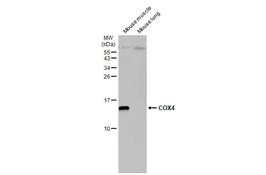 Anti-COX4 antibody [GT854] used in Western Blot (WB). GTX628901