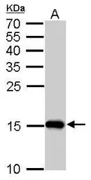Anti-COX4 antibody [GT854] used in Western Blot (WB). GTX628901