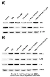 Anti-beta Actin antibody [GT5512] used in Western Blot (WB). GTX629630