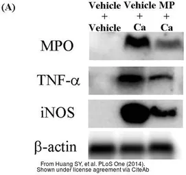 Anti-beta Actin antibody [GT5512] used in Western Blot (WB). GTX629630